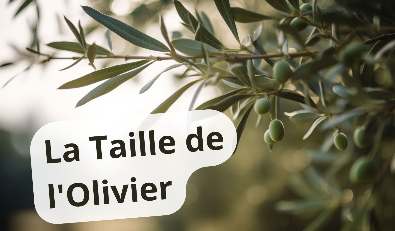 La Taille de l'Olivier