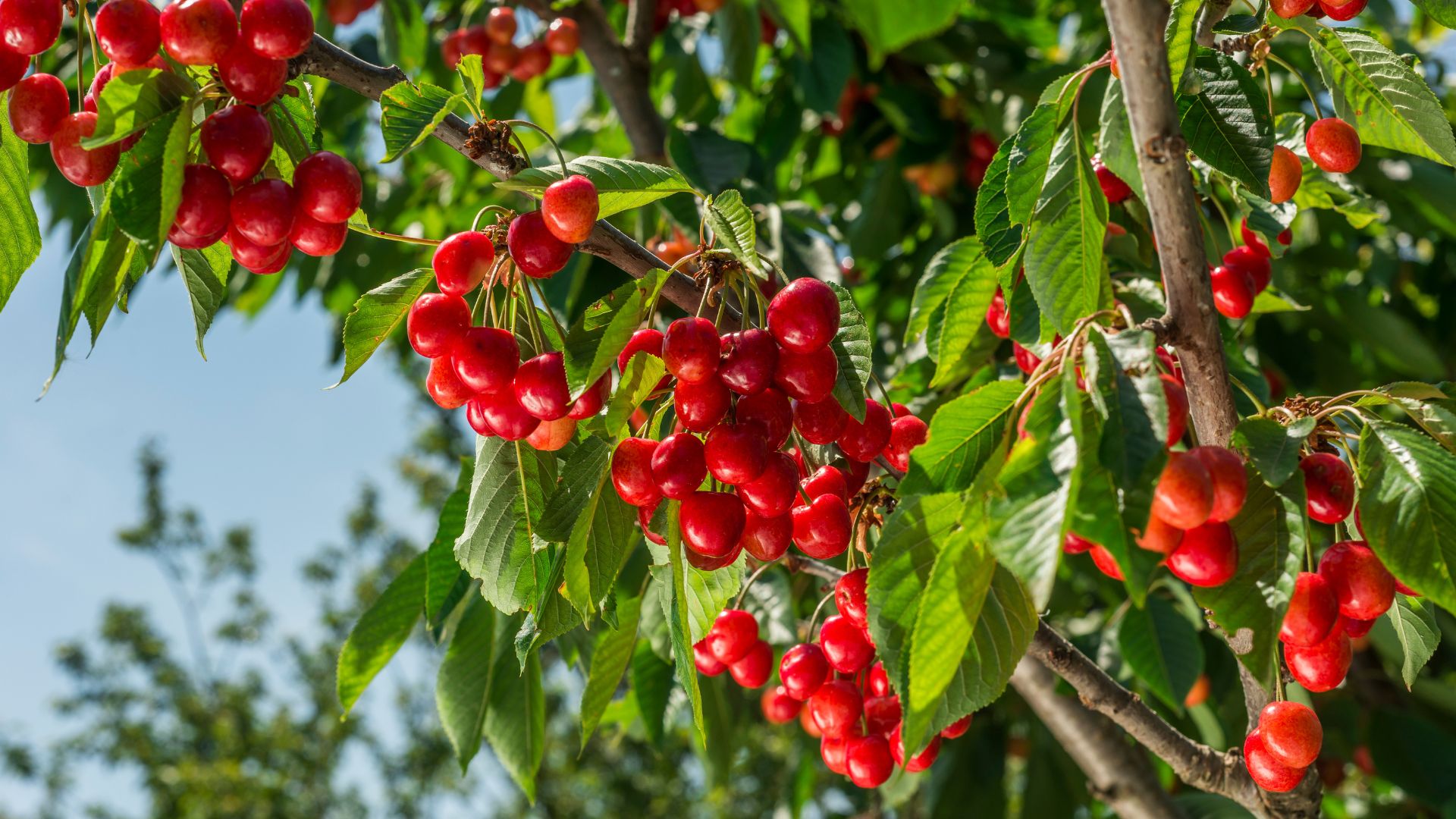 De belles cerises