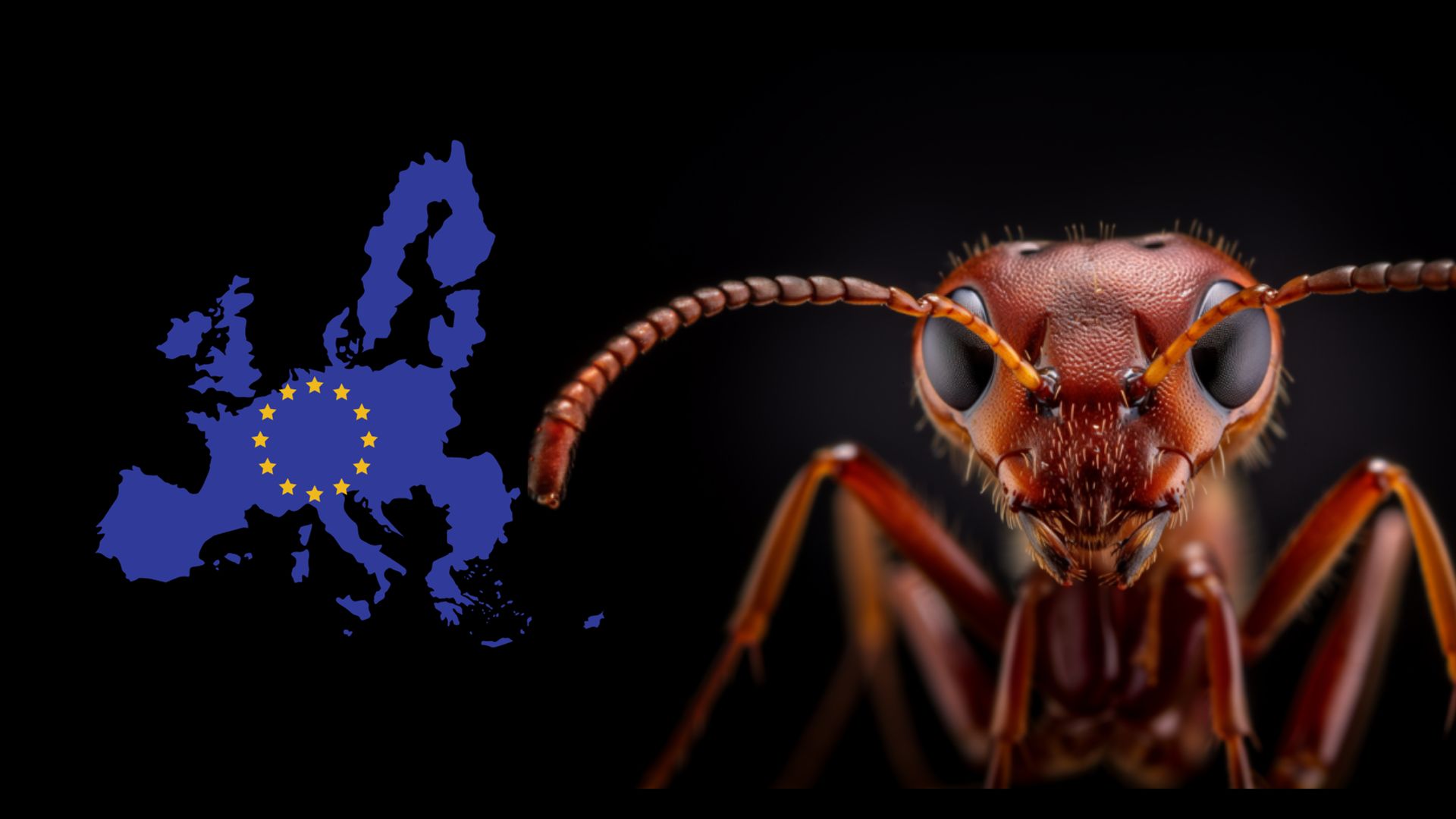 Cet insecte débarque en Europe et ce n'est pas une bonne nouvelle !