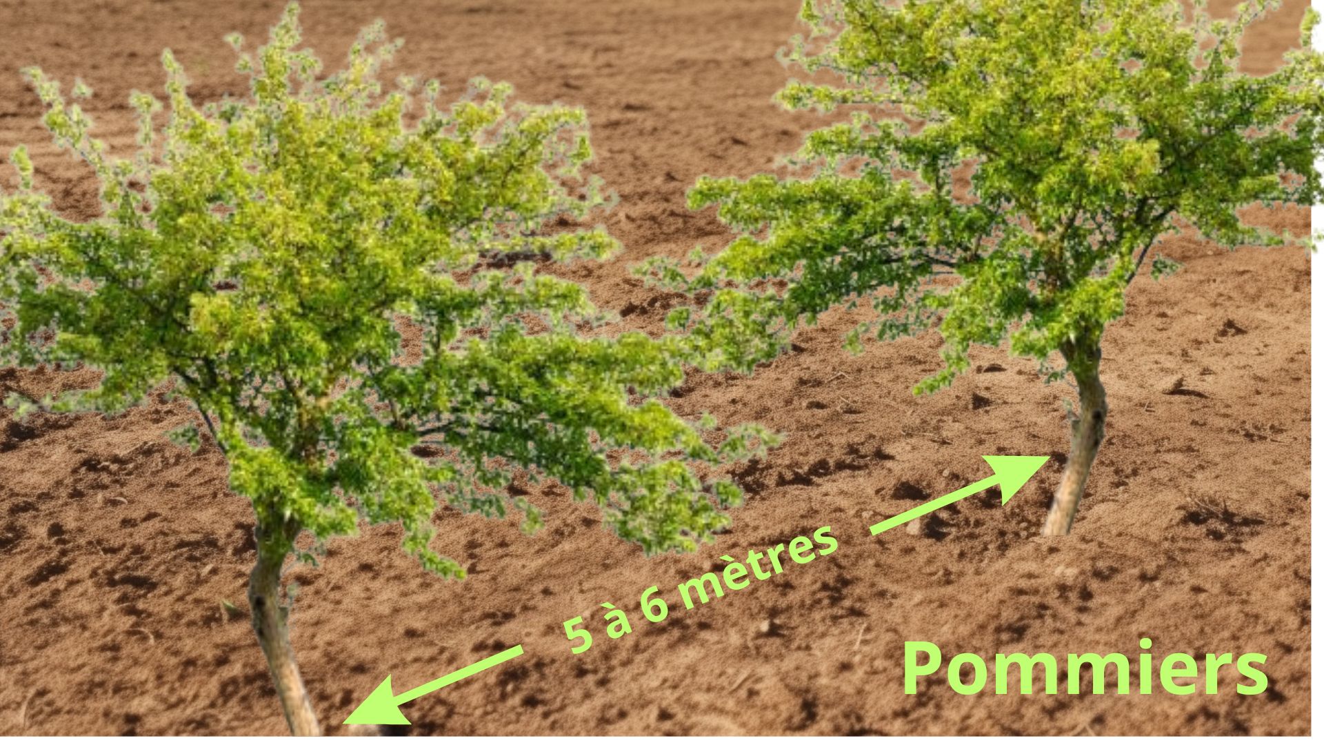 Planter un Arbre Fruitier avec Succès Les Étapes Clés à Suivre — free download